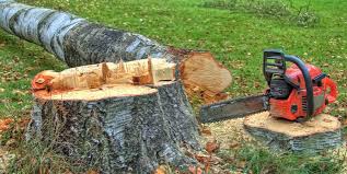 Cold Spring, NY Tree Care Company