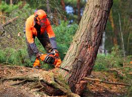 Best Firewood Processing and Delivery  in Cold Spring, NY