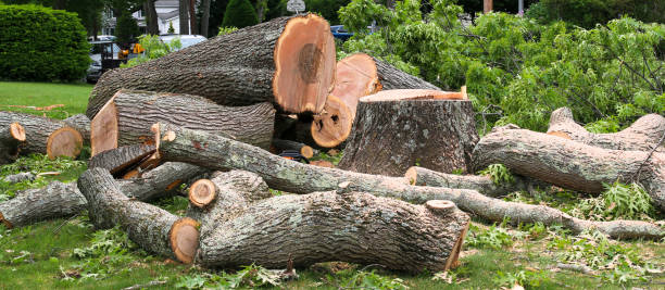 Best Tree Maintenance Programs  in Cold Spring, NY