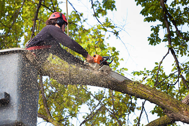 Best Grass Overseeding  in Cold Spring, NY