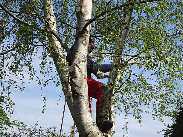 How Our Tree Care Process Works  in  Cold Spring, NY